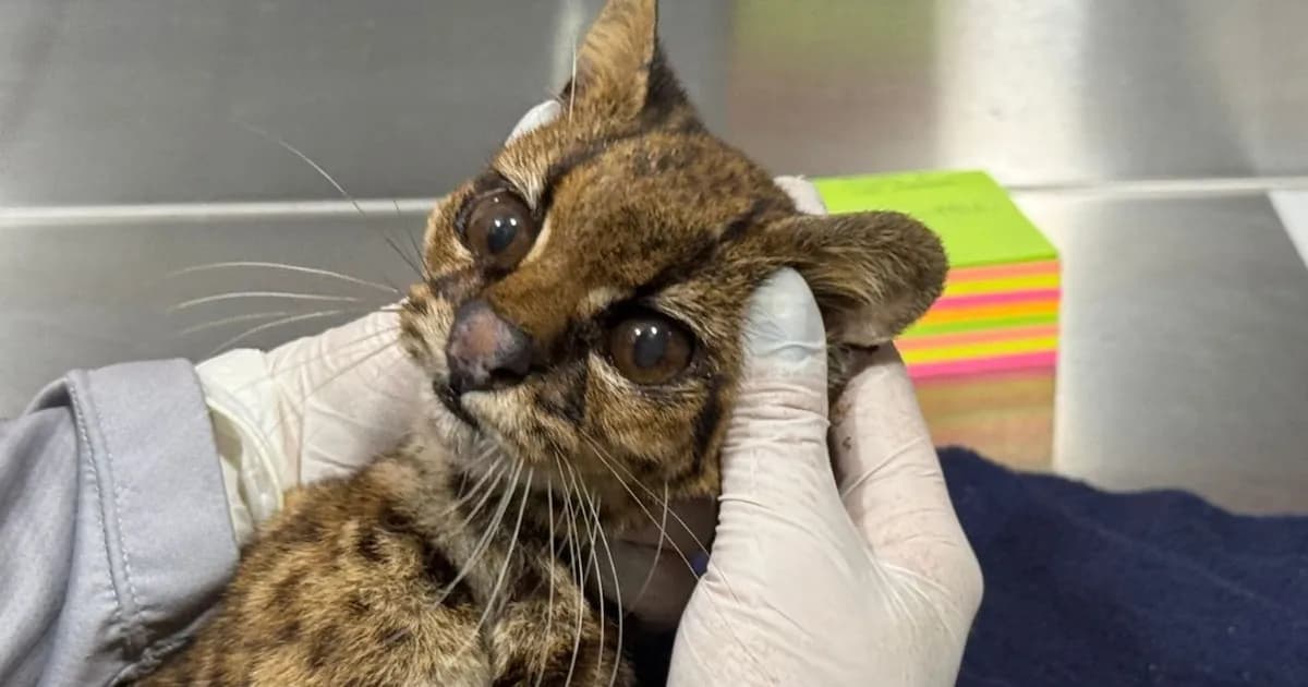 Fallece tigrillo lanudo rescatado en Medellín tras sufrir graves lesiones