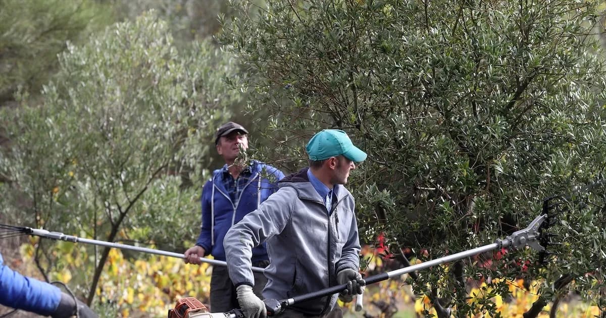 El campo español enfrenta un fuerte descenso de afiliados a la Seguridad Social desde 2018