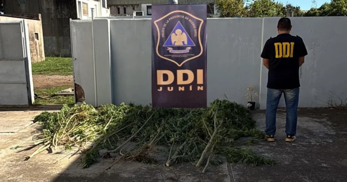 Desmantelan importante plantación de marihuana en Los Toldos: un detenido