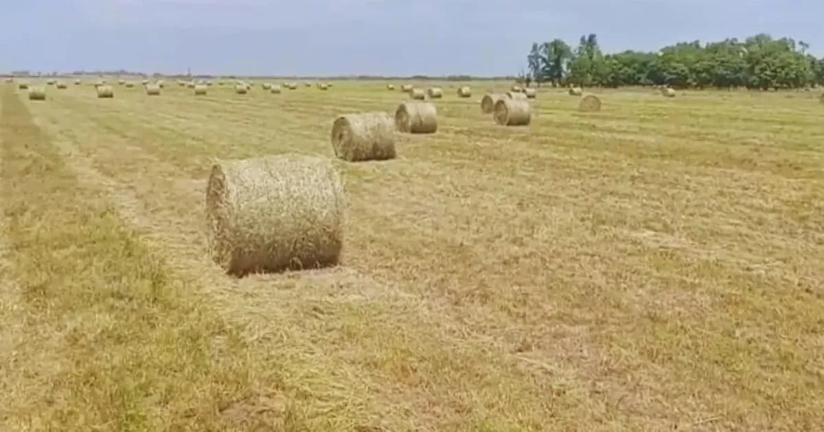 INTA aconseja cómo gestionar el excedente forrajero en épocas de abundancia