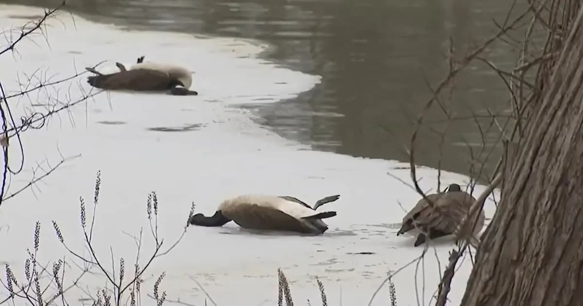 Brote de gripe aviar en Nueva Jersey: más de 1.000 aves muertas en tres días