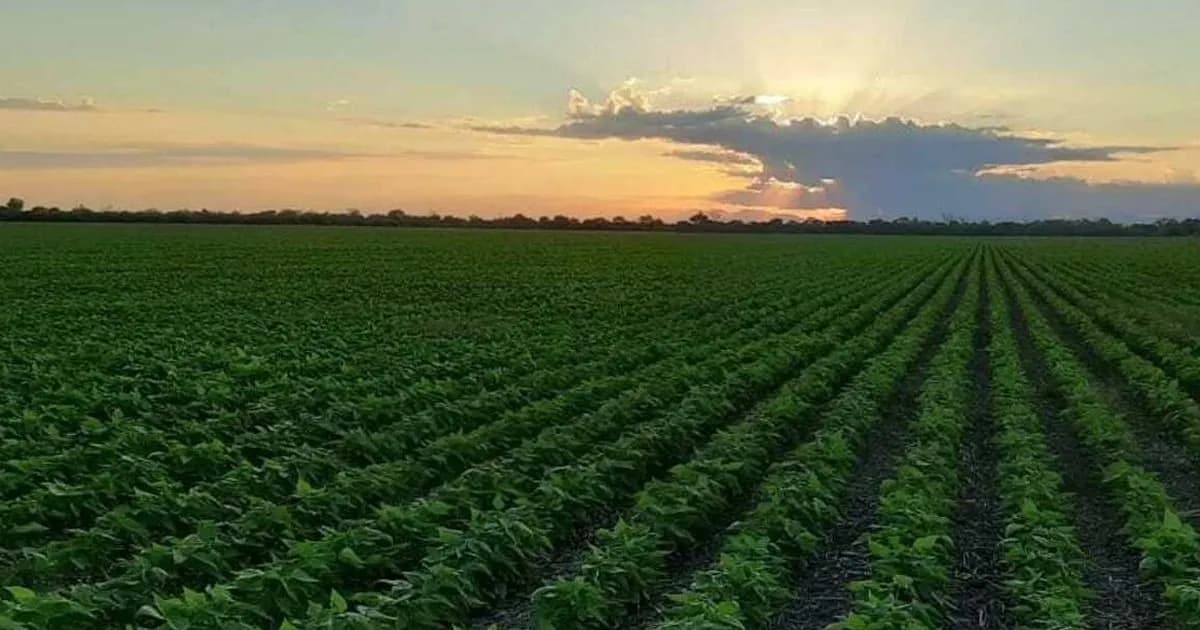Impacto del Plan Agropecuario de la Dictadura en Argentina: Un Análisis Profundo