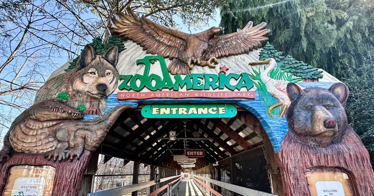 Padres acusados de negligencia tras ataque de lobo a su bebé en zoológico de EE.UU.