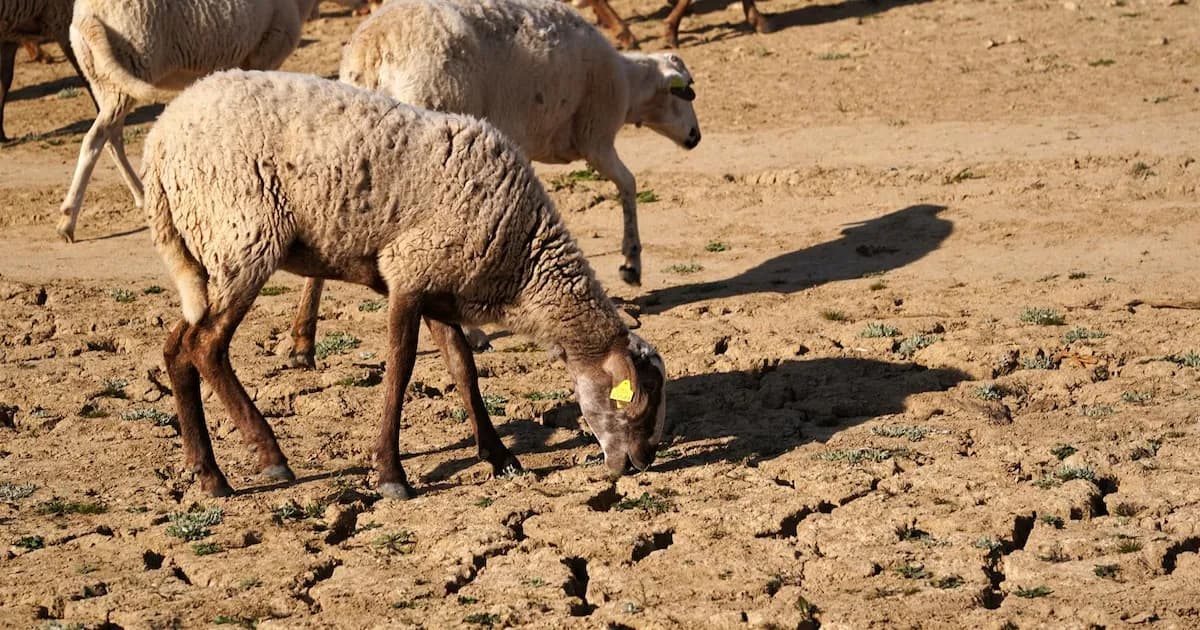 Impacto del Cambio Climático en la Evolución: Un Estudio Revelador