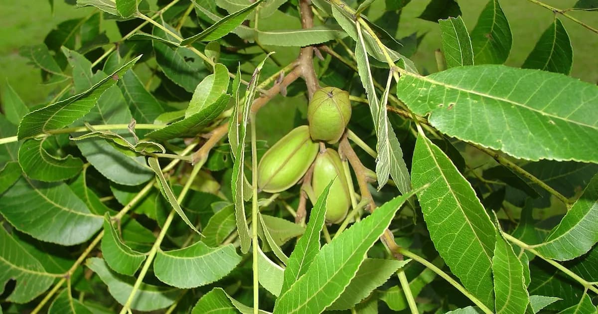 El árbol de nuez pecán: un aliado para la salud y el bienestar en hospitales porteños