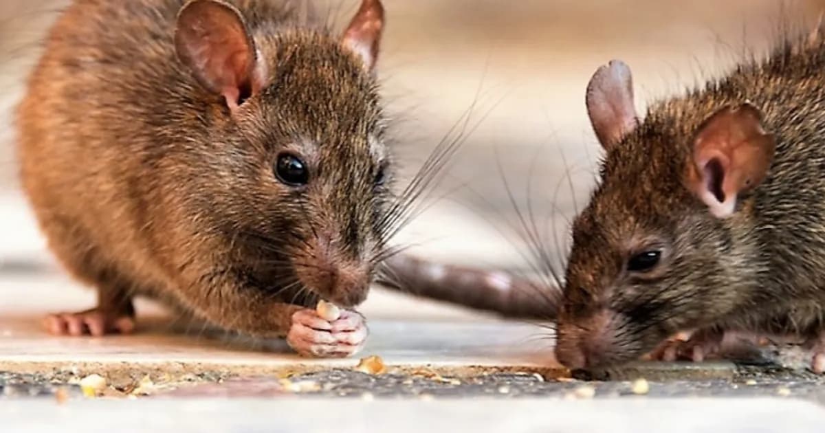 Preocupación por leptospirosis en Córdoba: fallece trabajador y se intensifican controles sanitarios