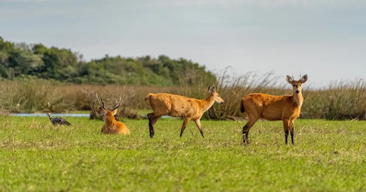 El ciervo de los pantanos se recupera y deja atrás el peligro de extinción en Argentina
