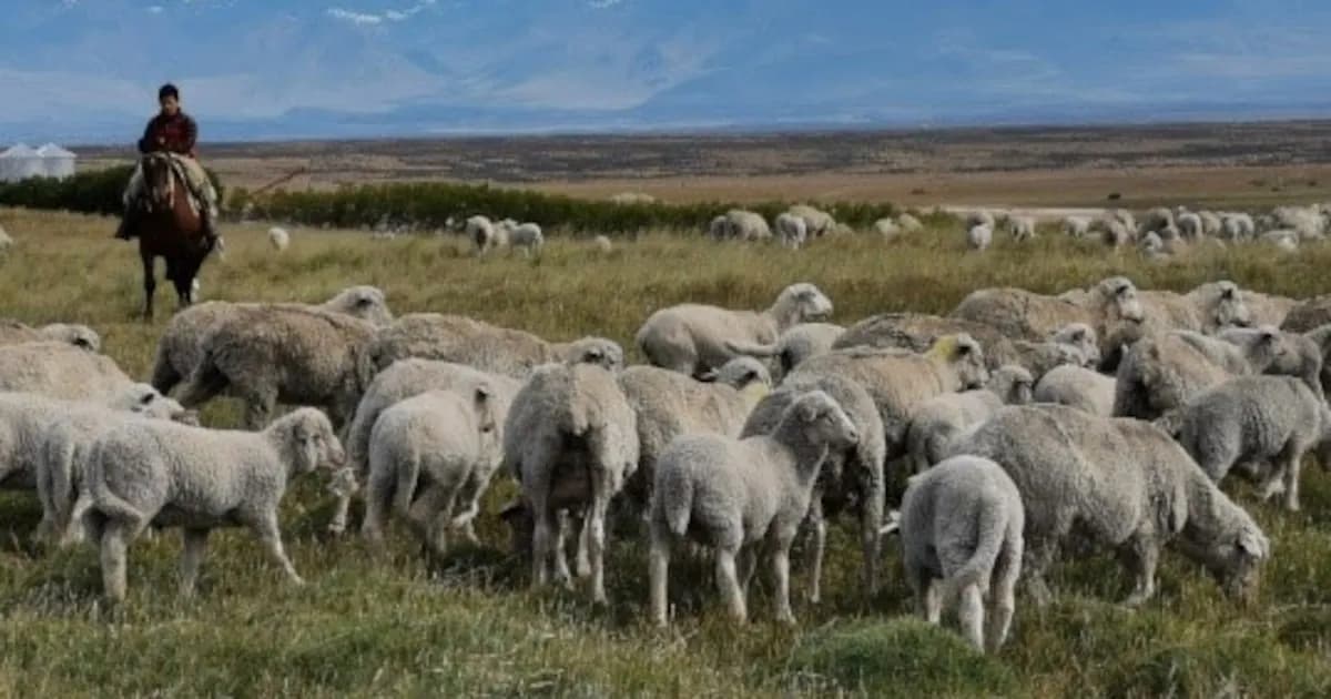 Crisis en la exportación de subproductos cárnicos por riesgo de scrapie en Argentina