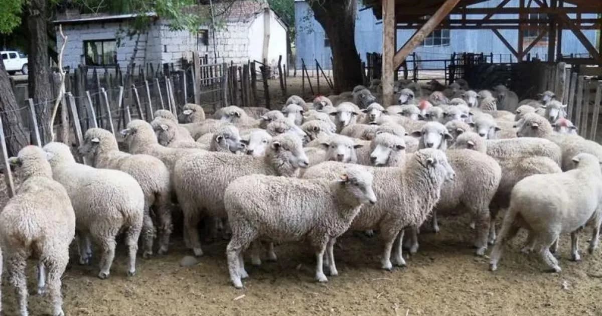 Alerta sanitaria en Argentina: detección de scrapie en ovinos y sus implicancias