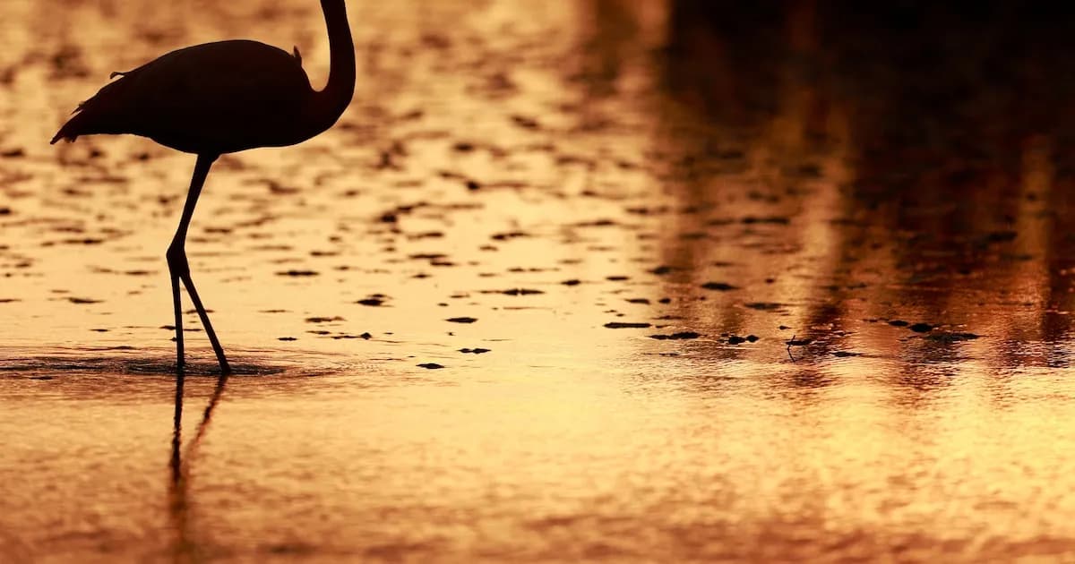 Florida podría tener al flamenco americano como su ave oficial a partir de 2026