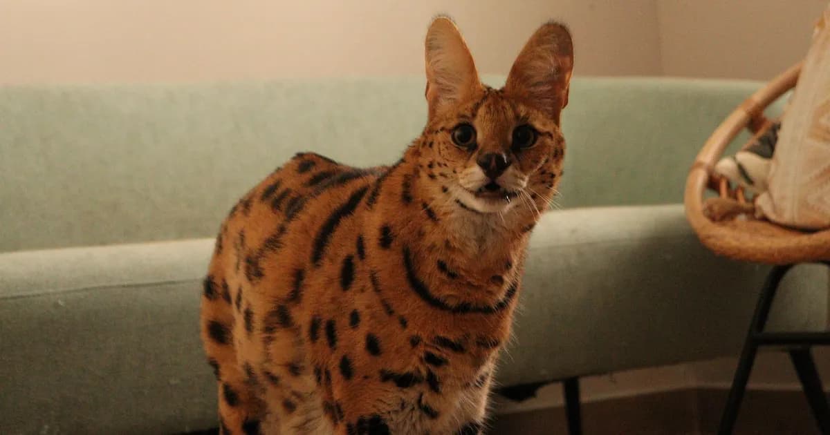 La tenencia de animales exóticos como mascotas: un fenómeno controvertido y problemático