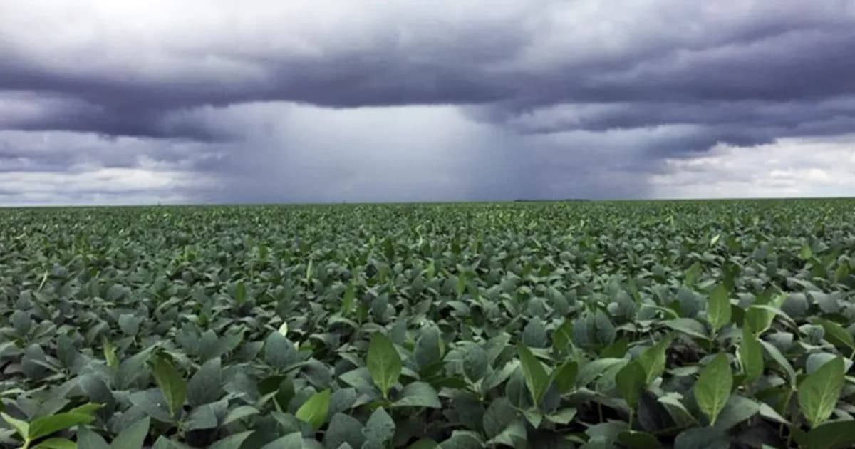 Lluvias favorecen el estado hídrico de cultivos de verano en Argentina