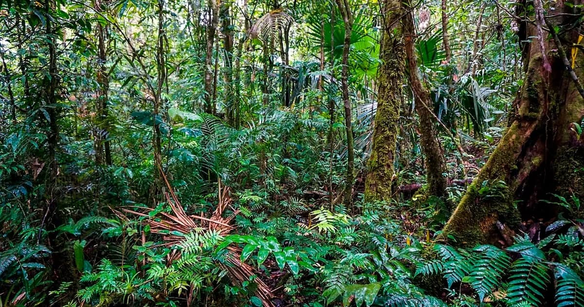 Adaptaciones de los árboles ante la sequía en los bosques tropicales de Panamá