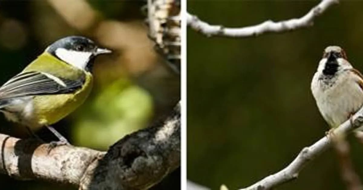 El impacto del calentamiento global en aves y parásitos: un análisis exhaustivo