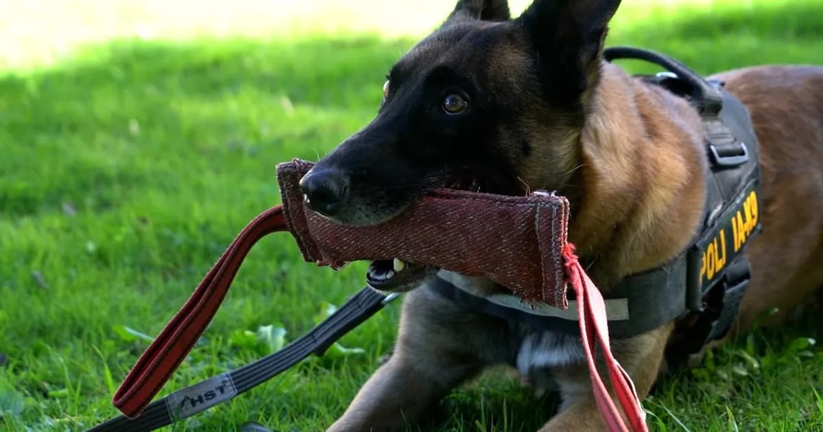 Drago: El perro policía uruguayo que desmantela redes de narcotráfico