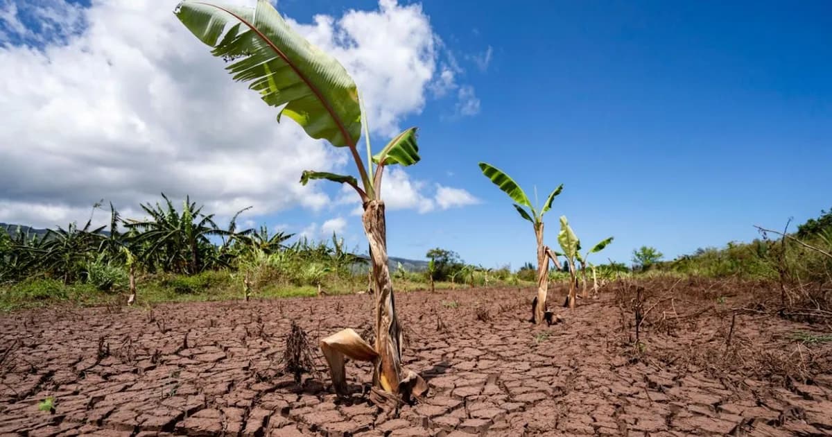Inundaciones devastadoras en Hawái: pérdidas millonarias y crisis en la agricultura local
