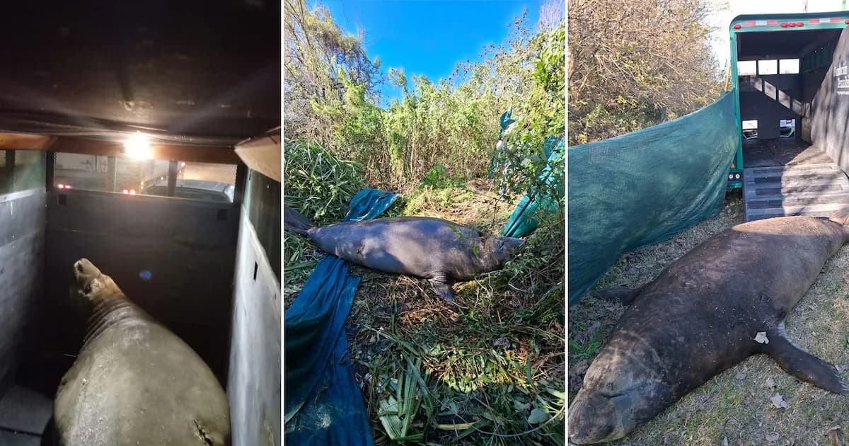 Rescate de Elefante Marino en Ensenada: Un Operativo de 10 Horas