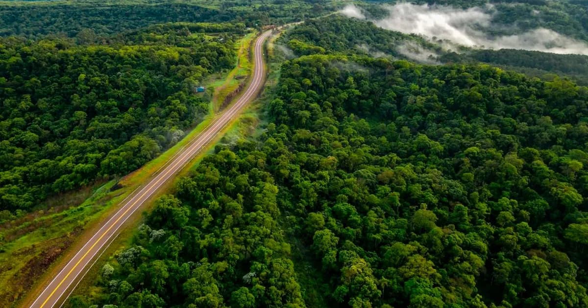Crisis en las selvas tropicales: la demanda mundial como factor clave de amenaza