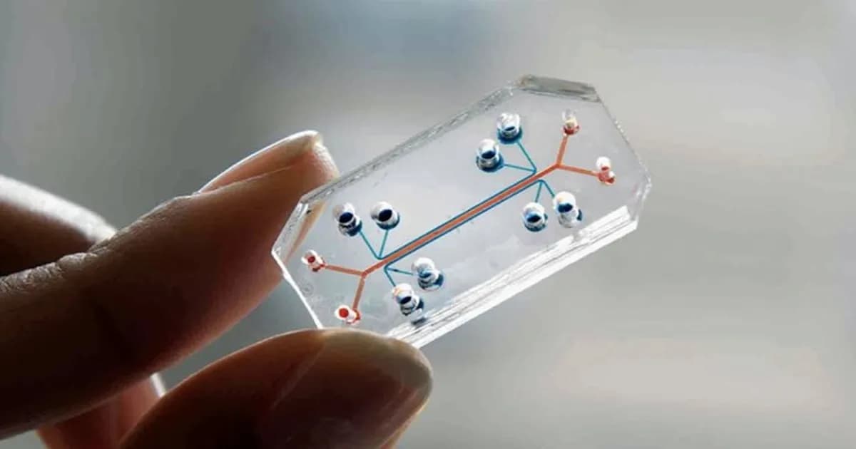 Desarrollan un innovador modelo de intestino humano en un chip para estudiar la enfermedad inflamatoria intestinal