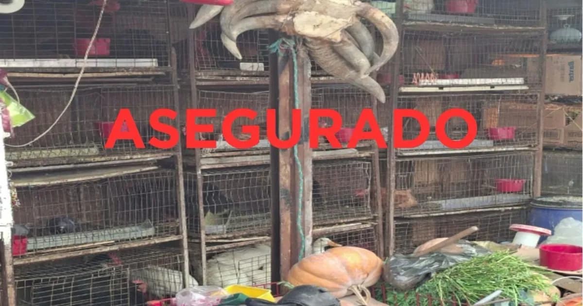 Rescatan 162 animales en condiciones deplorables en un mercado de Cuautitlán