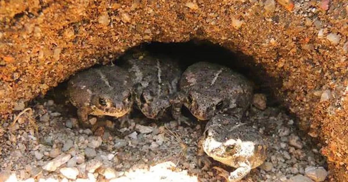 Nuevas Estrategias para Estimar la Edad de Anfibios y Mejorar su Conservación