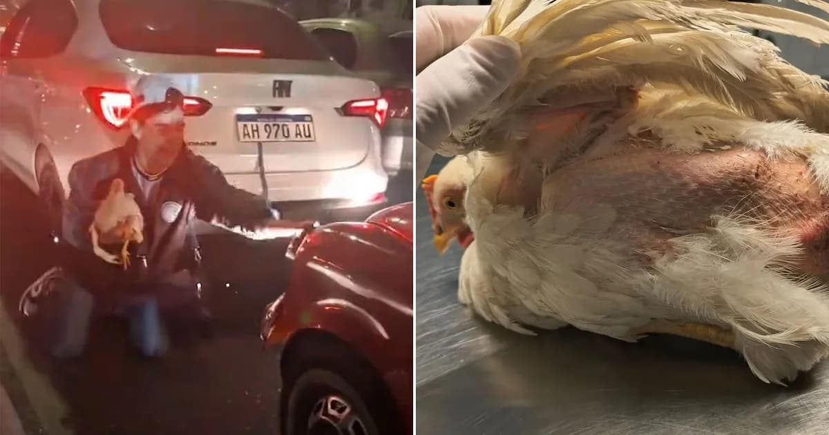 Hombre maltrató a una gallina durante festejos de Belgrano: Rescate y denuncia en curso
