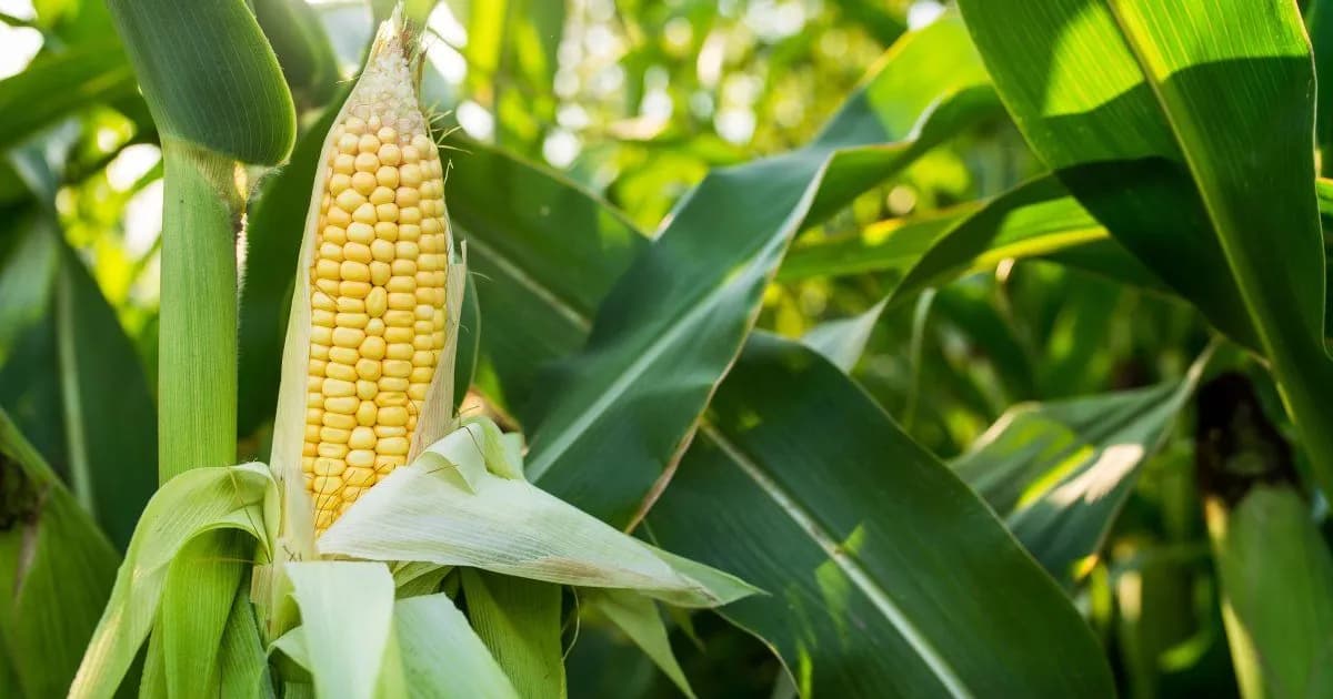 Productores de maíz exigen aceleración en la baja de retenciones y legislación firme