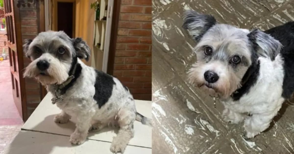Córdoba: Joven agredida por motochorros busca recuperar a su perra robada