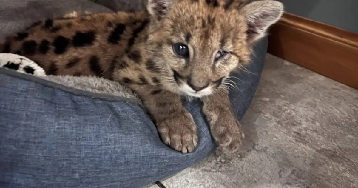 Malvina: la cachorra de puma que desafió a la muerte en la Ruta 40