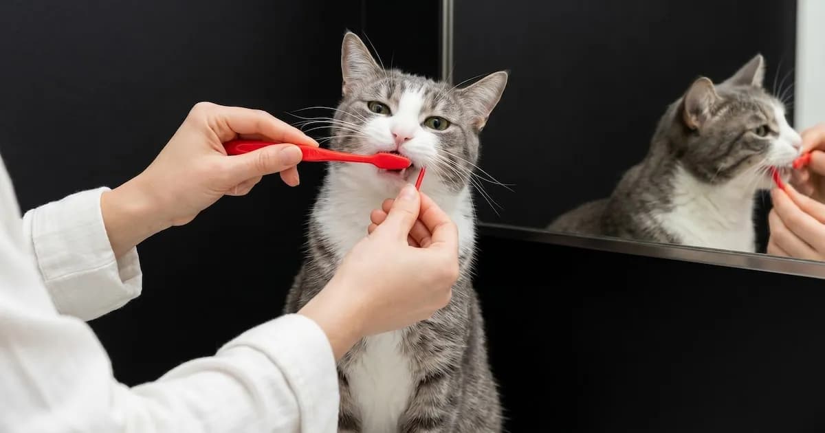 El 70% de los gatos sufre problemas dentales antes de los 3 años: Cómo prevenir la pérdida de dientes