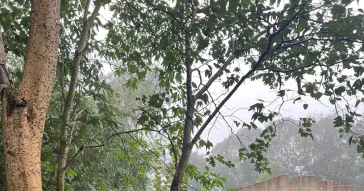 Homicidio por asfixia: confirman muerte de adolescente en Misiones y crece la indignación social