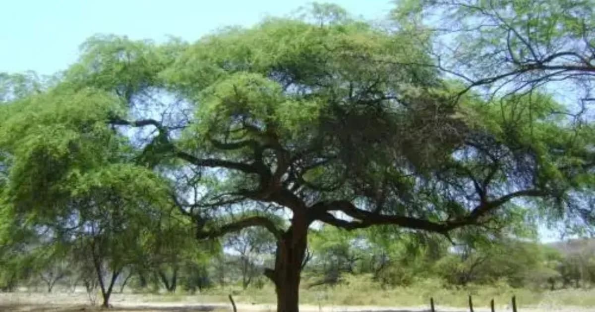 Argentina: Tumbes declara el segundo viernes de noviembre como el Día del Algarrobo para impulsar su conservación y uso sostenible