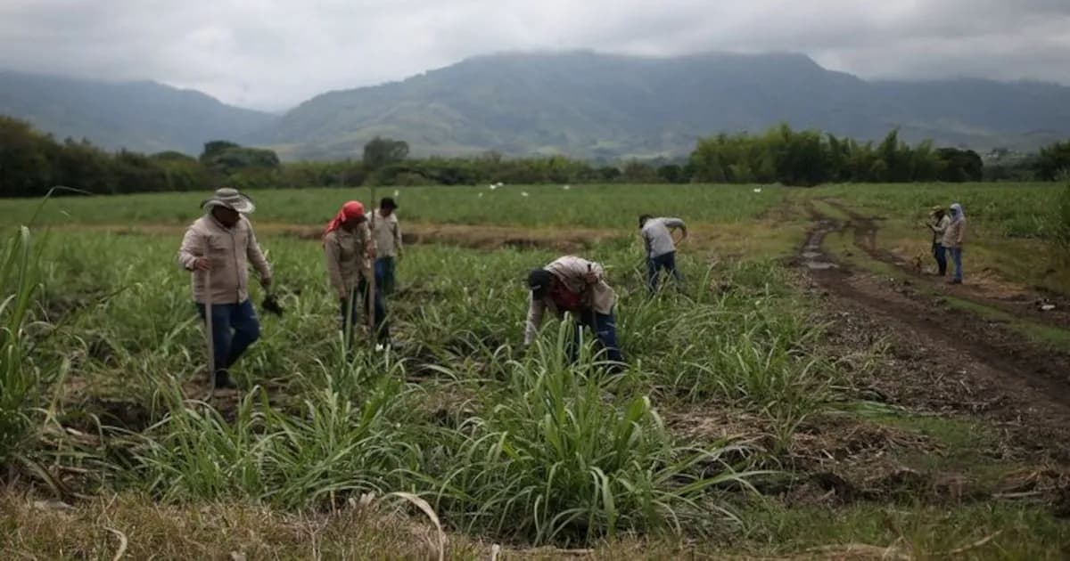 Economia argentina: Productores de caña lanzaron alerta: inseguridad y caída del precio del azúcar ponen adverso a las cuerdas a toda la agroindustria
