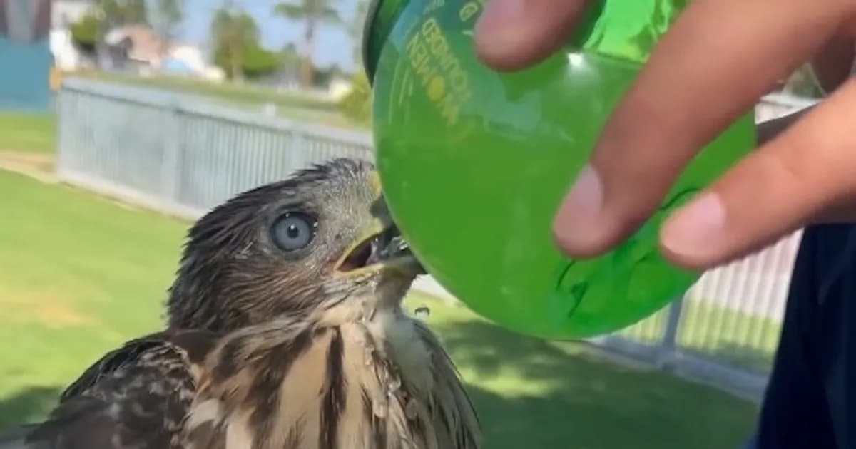 Hombre de Los Ángeles condenado por dar alcohol a un halcón protegido