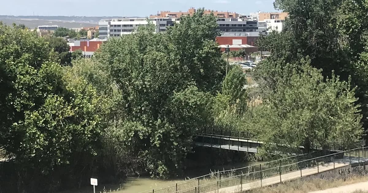 El futuro del almacenamiento de carbono en árboles: nuevas revelaciones científicas