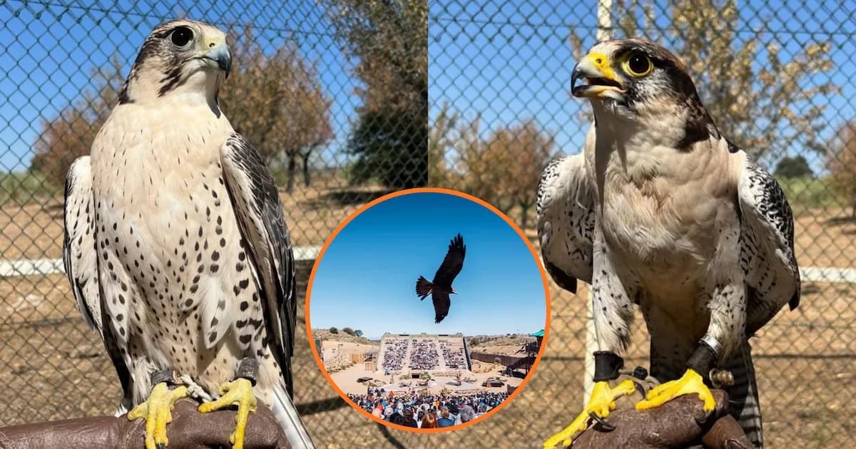 Escándalo en Puy du Fou: Extrabajadores denuncian maltrato animal y venta ilegal de aves