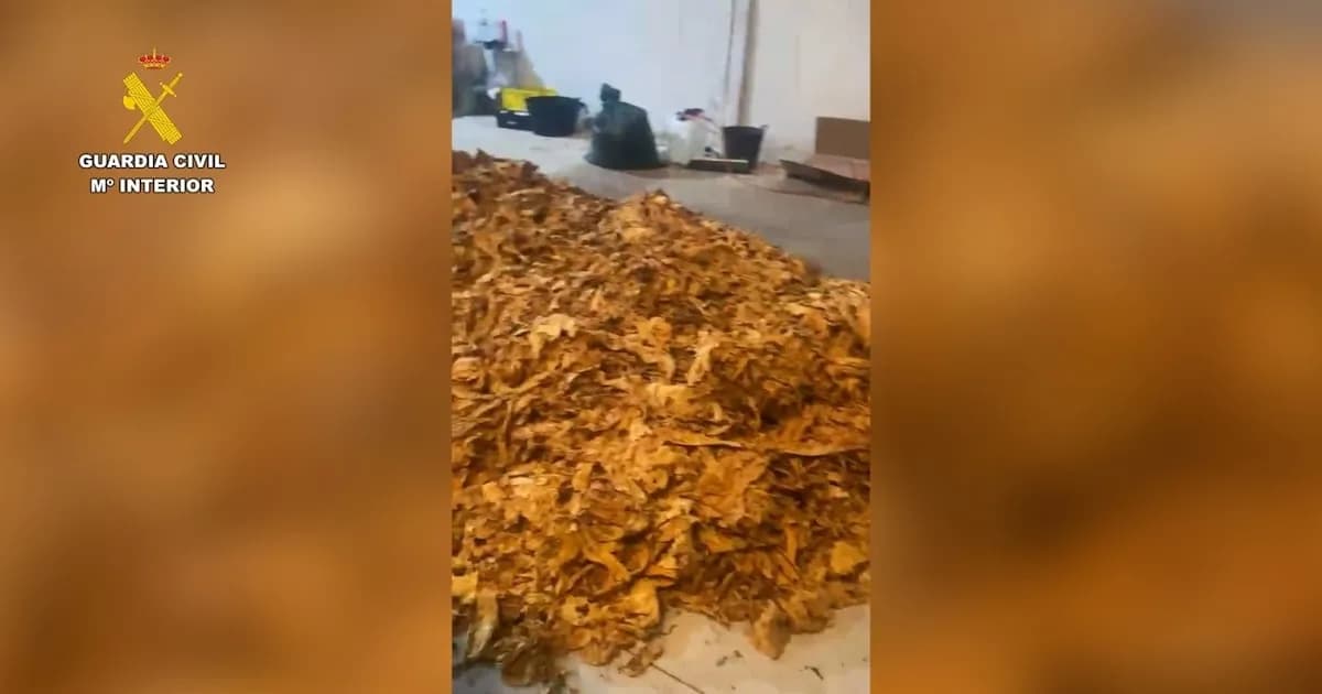 Desmantelan una fábrica de tabaco ilegal en La Palma del Condado con envíos a domicilio