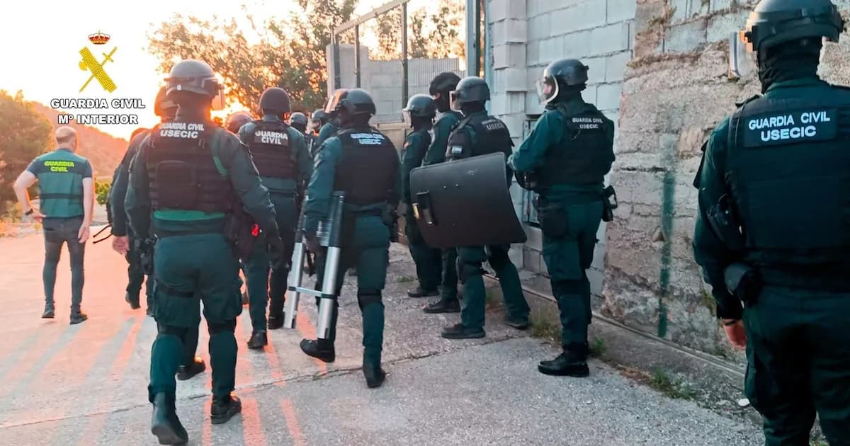 Desmantelan dos plantaciones de marihuana en Oliva y arrestan a cuatro hombres