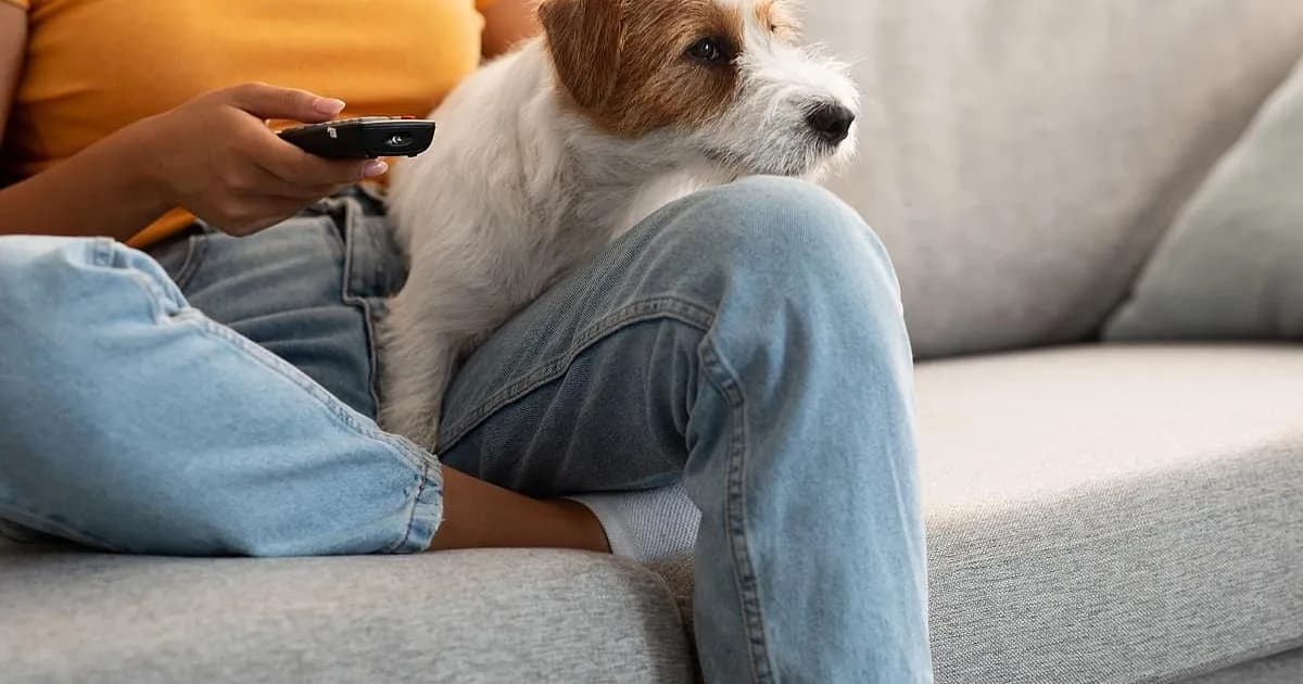 El duelo por la pérdida de mascotas: un estudio revela emociones similares en dueños