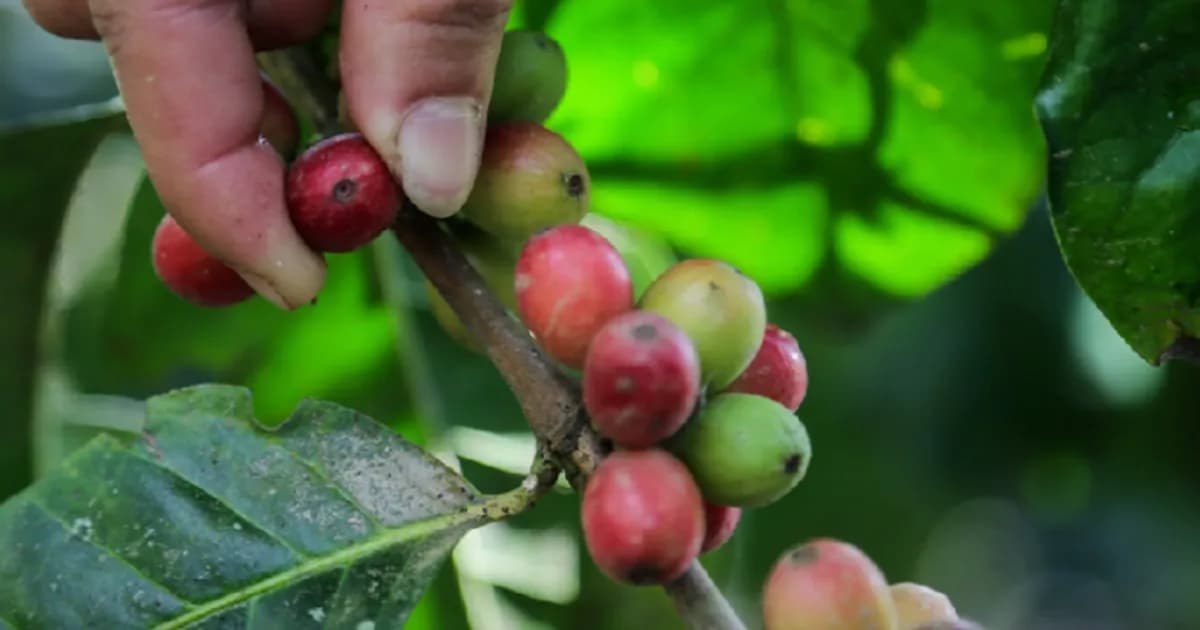 Caficultores colombianos enfrentan creciente ola de extorsiones: 70% reporta amenazas