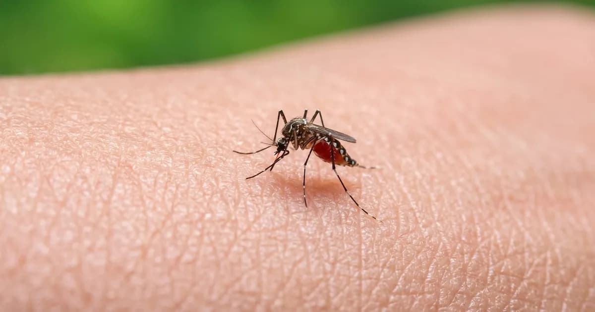 El mosquito del dengue desafía a los repelentes: un estudio revela su capacidad de adaptación