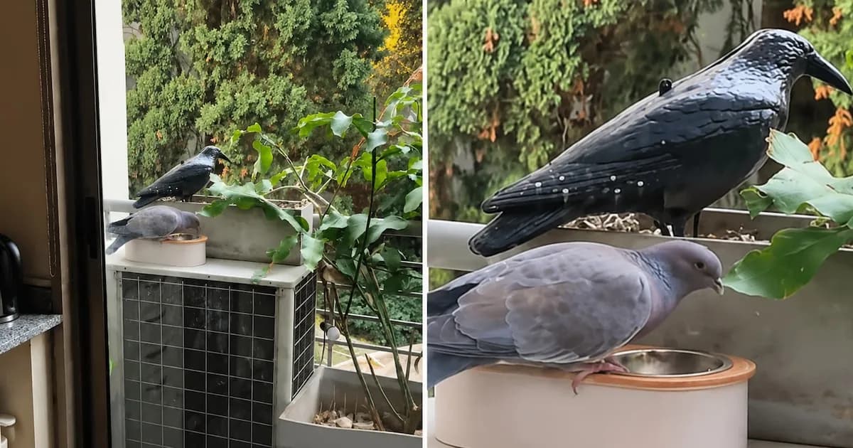 Un intento fallido de ahuyentar palomas con un cuervo de plástico se vuelve viral