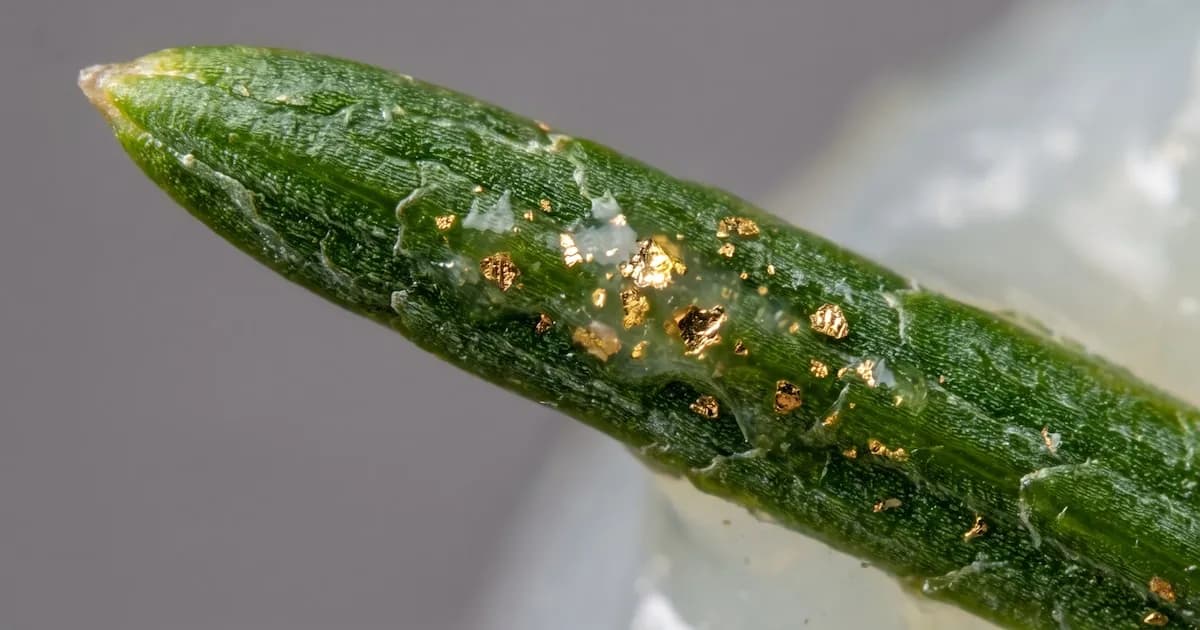 Descubren oro en abetos: un hallazgo que transforma la comprensión de la naturaleza
