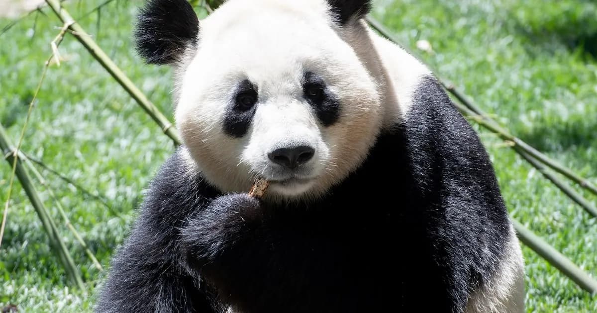 Madrid evalúa nuevas concesiones para el Zoo y el Parque de Atracciones
