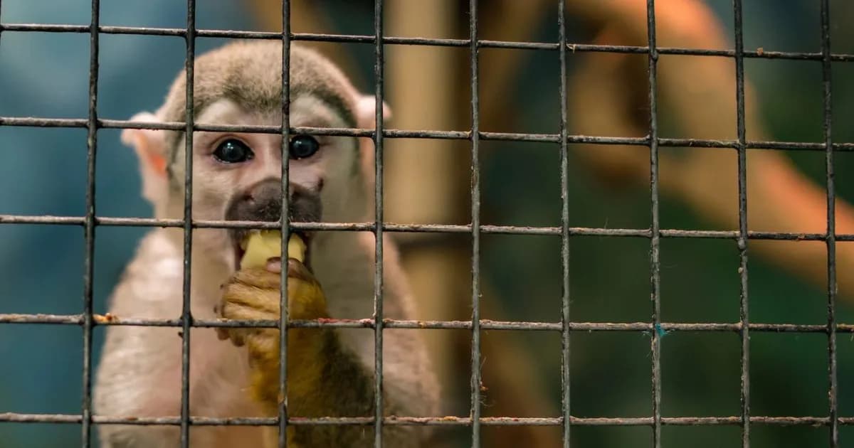 Crisis en la investigación biomédica: escasez de monos de laboratorio en China