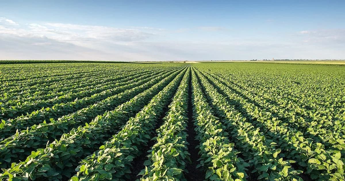 Impacto de lluvias y granizo en la zona núcleo: la soja se mantiene firme