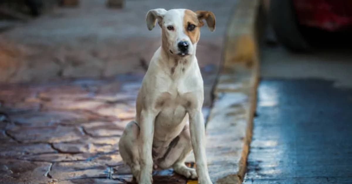 Acuerdos en CDMX para mejorar la protección animal y fortalecer refugios