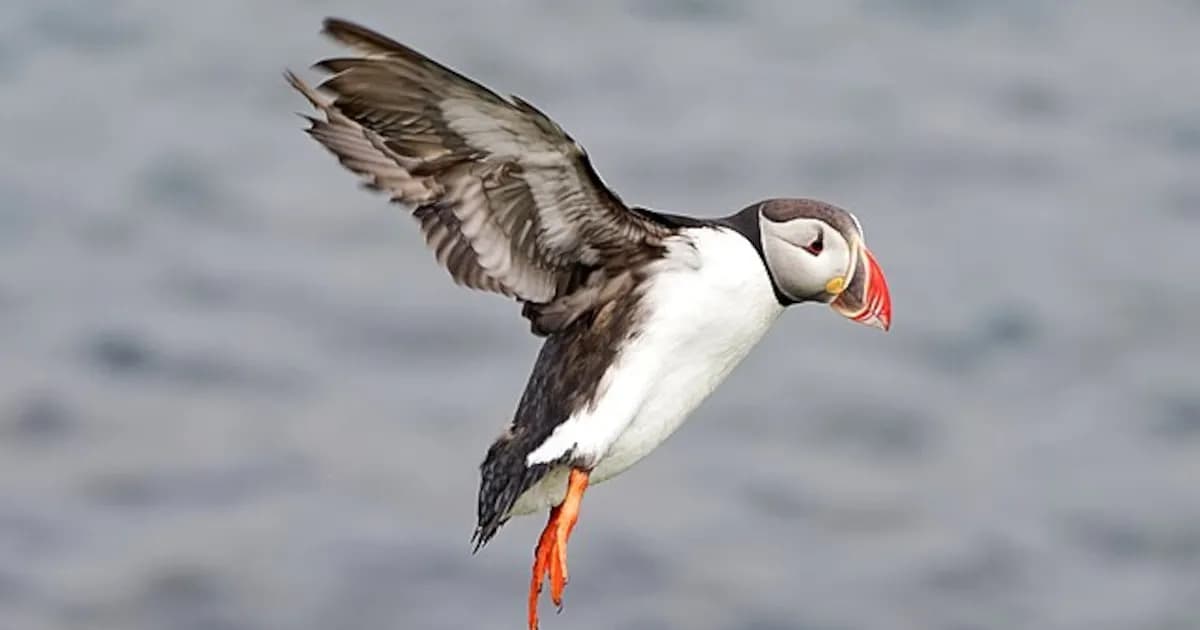 Borrascas en España provocan alta mortalidad de frailecillos atlánticos