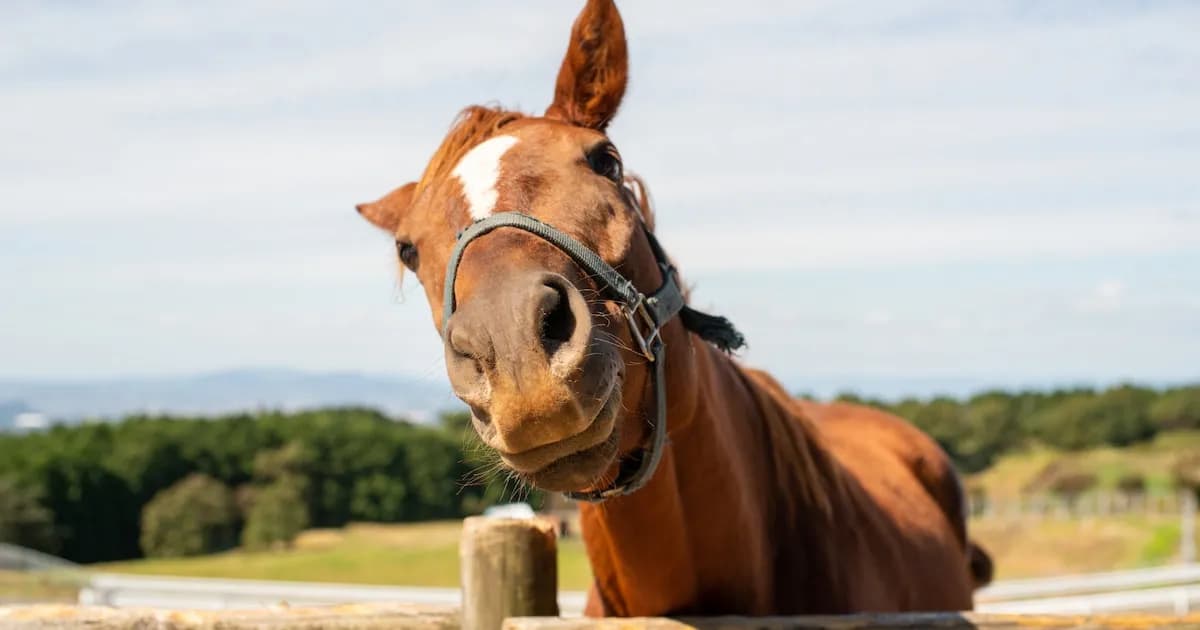 Estudio revela la sorprendente capacidad de comunicación de los caballos