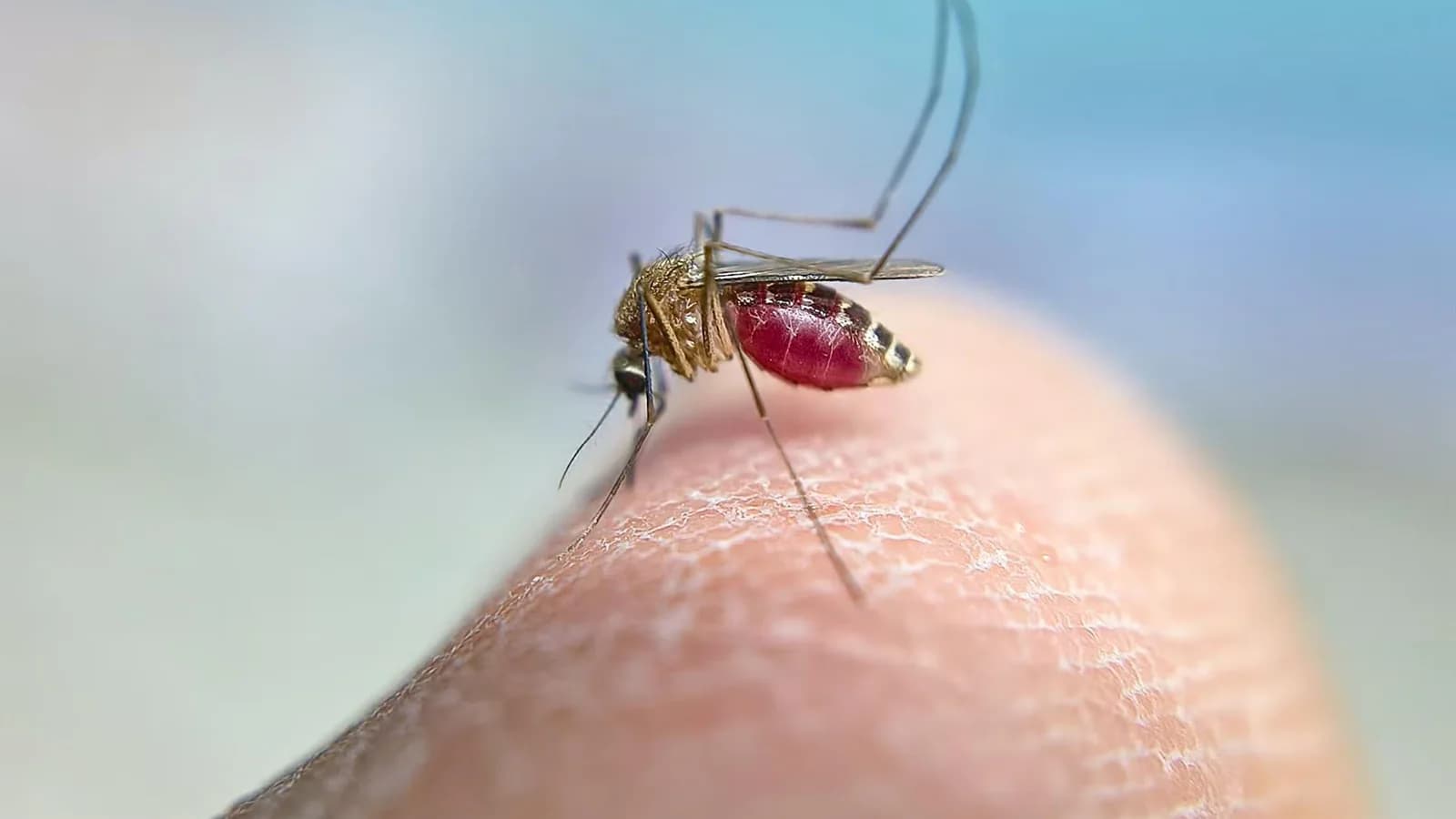 Declaran en alerta a Huelva y otros cuatro municipios por el virus del Nilo